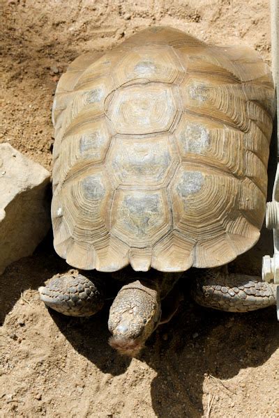 Desert Tortoise Project Noah