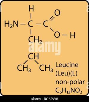 Acide Amin Leucine Formule Mol Culaire Chimique De Leucine D Acide