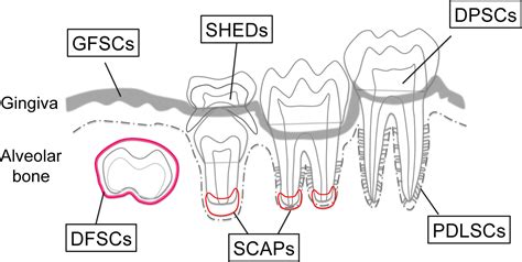 Unveiling Diversity Of Stem Cells In Dental Pulp And Apical Papilla