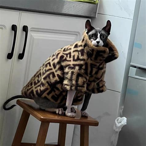 Sphynx Cat Fur Coat | Sphynx Fendi Coat, Fendi Coat for Cats