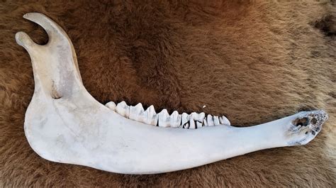 Bison Jaw Bone American Buffalo Painted White Etsy