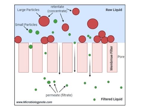 Filtration Membrane Simple Explanation At Dina Mangum Blog