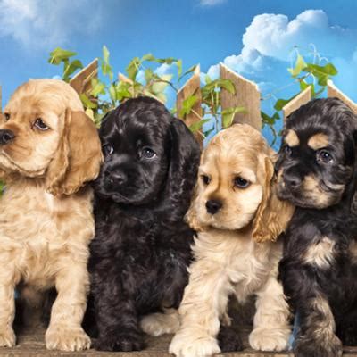 Cocker Spaniel Americano Puppies