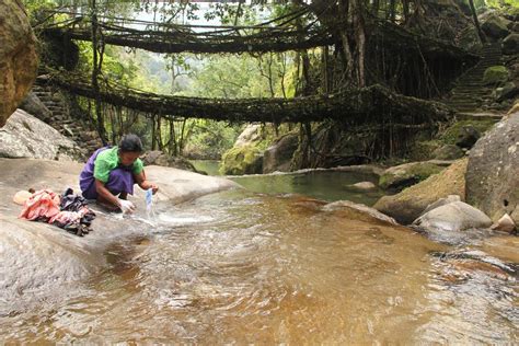 The Living Root Bridges Of India Kuriositas