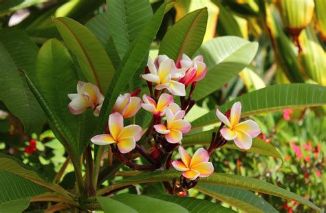 Wallpaper Plumeria Flowering Leaves Light 1800x1180 Wallup