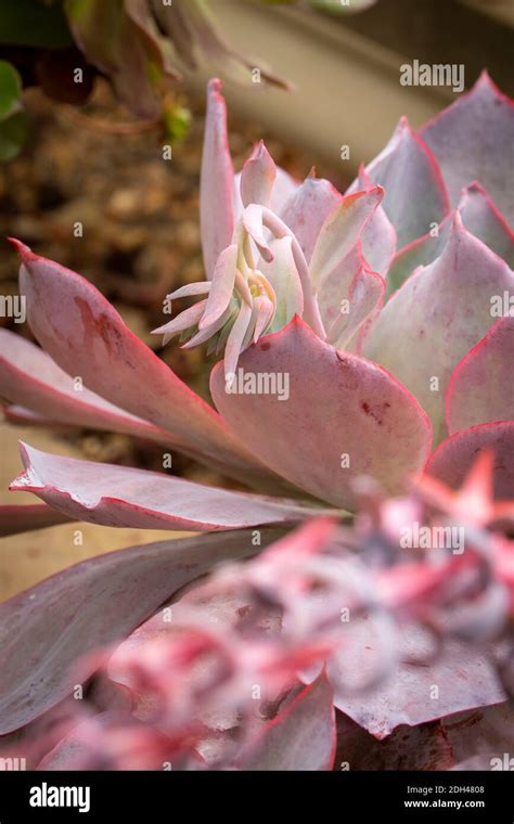 Echeveria Afterglow Succulent In Close Up Natural Plant Representation