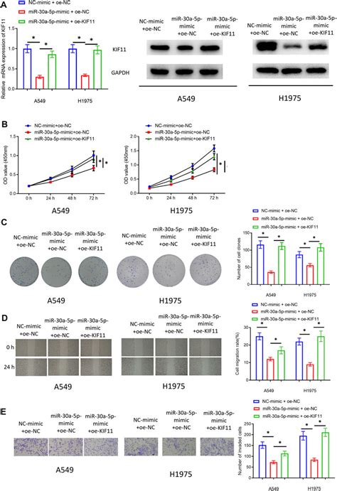 Frontiers Lncrna Vps D As Promotes Malignant Progression Of Lung