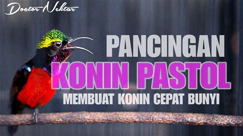 Pancingan Konin Gacor Full Isian Cocok Buat Kolibri Ninja Bahan Agar