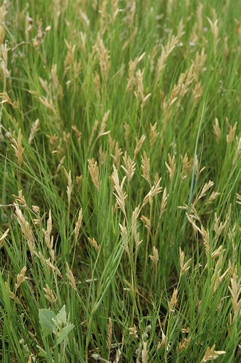 Distichlis Stricta Inland Saltgrass City Of Fort Collins