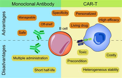 Frontiers B Cell Depletion Therapies In Autoimmune Diseases