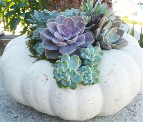 Diy Succulent Pumpkin No Carve No Glue Lasts For Months The