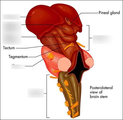 Brain Stem Diagram | Quizlet