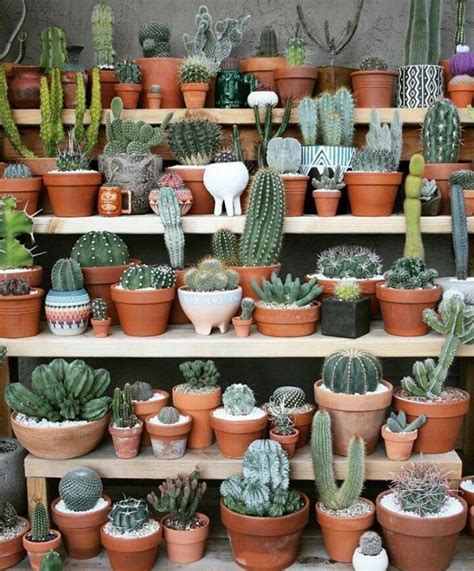 Fantastic Free Of Charge Cactus Plants Aesthetic Tips Plants And Also