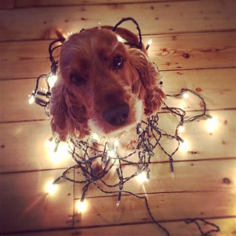 17 Images About Dogs Wrapped In Christmas Lights On Pinterest