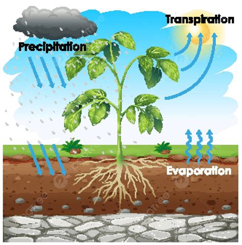 Diagrama Que Muestra La Transpiraci N Con La Planta En El Dise O De