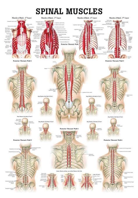 Muscles Of The Shoulder And Back Laminated Anatomy Chart Ph