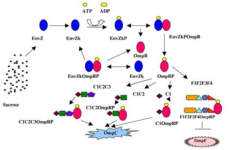 A Simulation Model Of Escherichia Coli Osmoregulatory Switch Using E