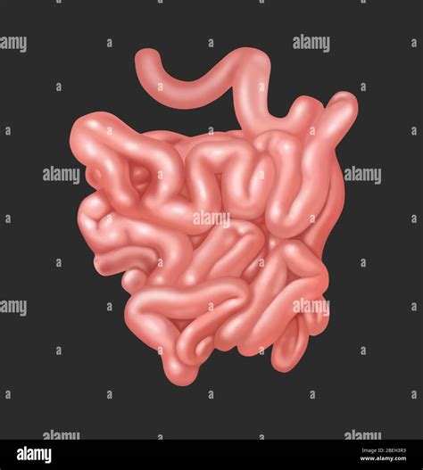 Intestino Delgado Ilustración Fotografía De Stock Alamy