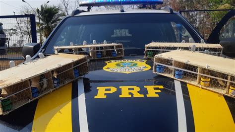 Prf Resgata Aves Silvestres Em Patos De Minas Mg Pol Cia