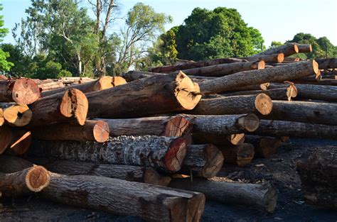 Manejo Forestal Sostenible A Nivel De Cuencas Argentina Gob Ar