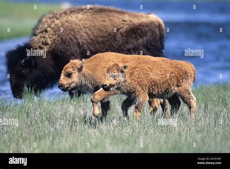 Bison American Bison Bison Calves Calf Stock Photo Alamy