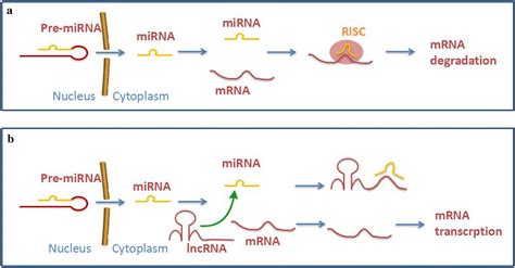 The Roles Of Lncrna In Hepatic Fibrosis Cell And Bioscience Full Text