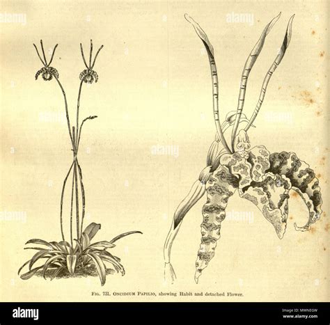 Illustration Of Psychopsis Papilio As Syn Oncidium Papilio