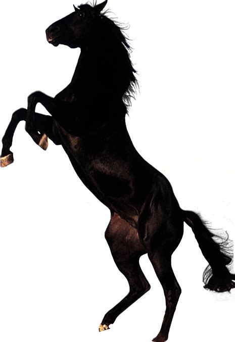 Horse Png Image Transparent Image Download Size 465x677px