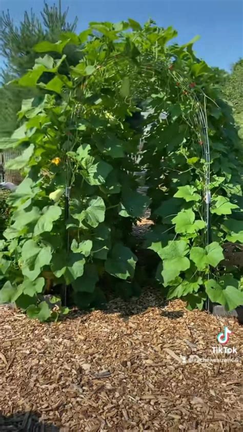 2 - 16’x4’ cattle panel squash garden trellis tunnel #cattlepanel #squash #trellis #… | Garden ...