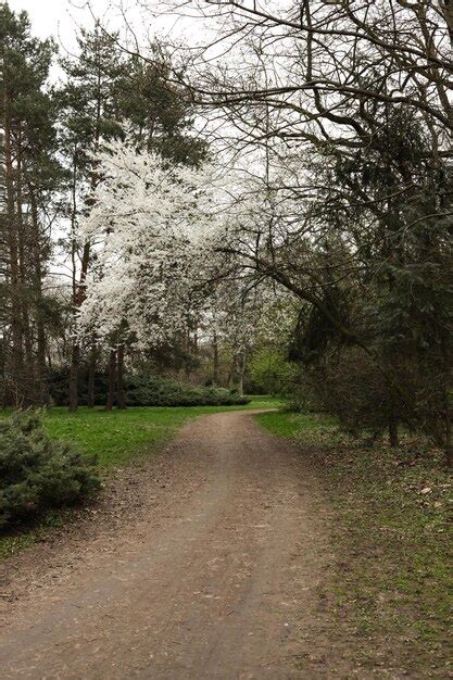 Premium Photo A Dirt Road Through The Woods