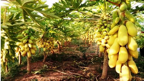 Awesome Papaya Cultivation Technology How To Grow And Harvesting