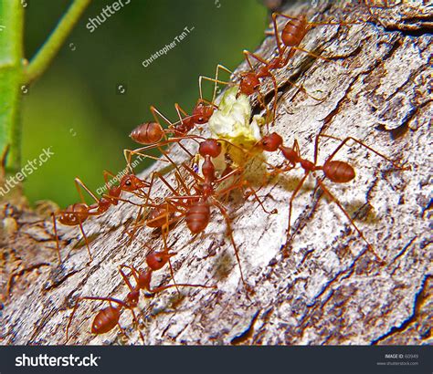 Red Ants Carrying Food Stock Photo 60949 : Shutterstock