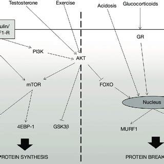 Simple Depiction Of Muscle Protein Synthesis And Breakdown Pathways On