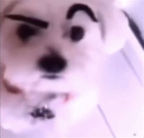 Raised Eyebrow Dog Memes Imgflip