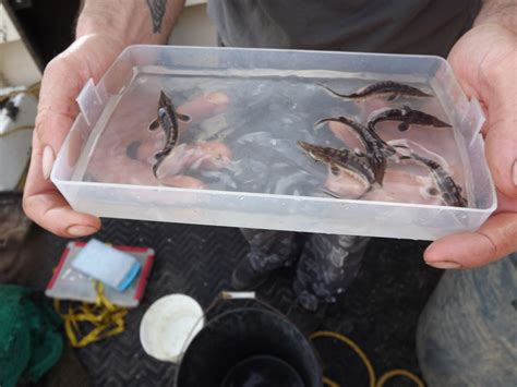 Baby Atlantic sturgeon found in Virginia river for first time in nearly