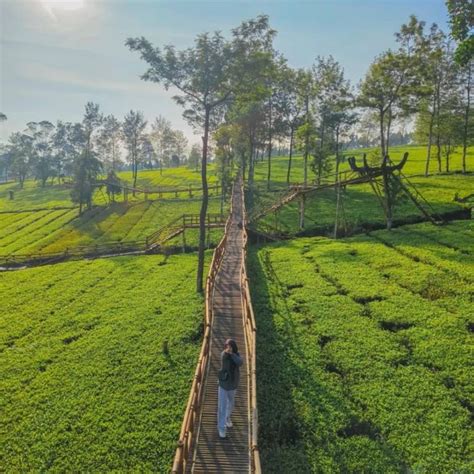 5 Kebun Teh Wonosobo Terpopuler Tawarkan Pemandangan Yang Sangat Mempesona