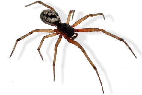 False Widow Facts – The False Widow Spider