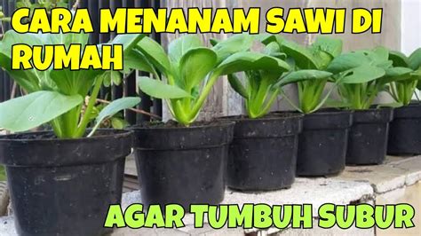 Cara Menanam Sawi Dalam Pot Polybag Di Rumah Agar Tumbuh Subur Dan