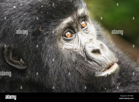 Mountain Gorilla Child Face Stock Photo Alamy