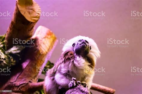 Cute Monkey Sitting In Cage On Farm Stock Photo Download Image Now