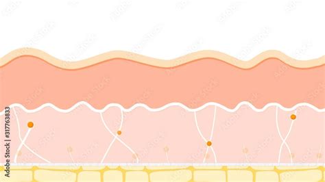 Skin Aging Difference Between The Skin Of A Young And Elderly Person