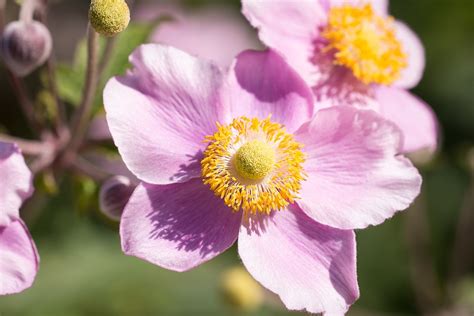 Anemone Pink Fall Free Photo On Pixabay