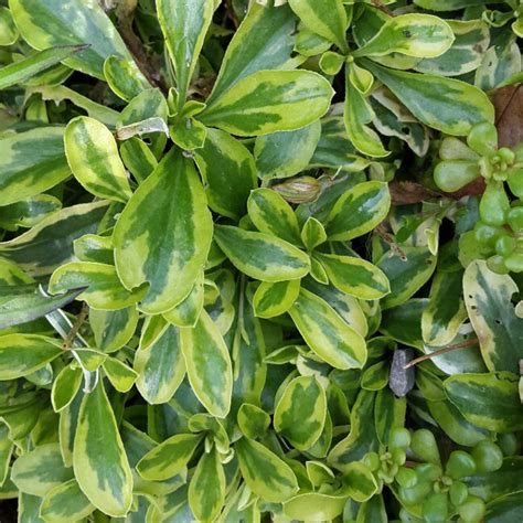 Arabis Ferdinandi Coburgi Old Gold Alpine Arabis Old Gold In