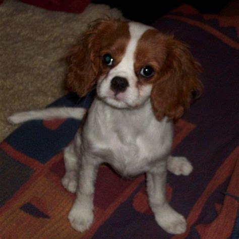 Cavalier King Charles Spaniel Welpen Wunderweib