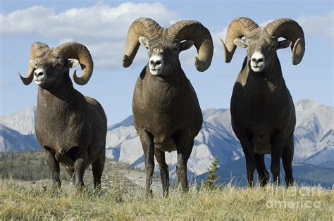 Big Horn Sheep Photograph By Bob Christopher Fine Art America