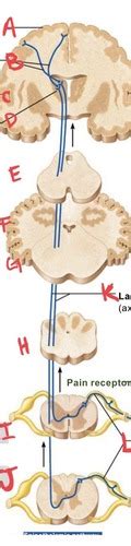 Lecture 9 Cranial Nerves CNS And PNS Flashcards Quizlet