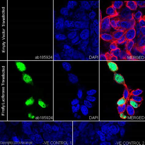 Recombinant Anti Firefly Luciferase Antibody Epr Ab Abcam