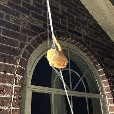 Spider ID : r/biology