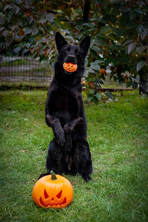 German Shepherd Black Dog Free Photo On Pixabay