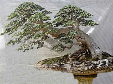 Sketsa Pohon Bonsai - 54+ Koleksi Gambar